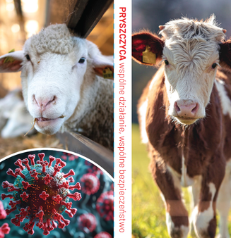 Na zdjęciu widać głowę owcy, krowę oraz powiększone zdjęcie komórki wirusa. W tle tekst Pryszczyca – wspólne działanie, wspólne bezpieczeństwo”