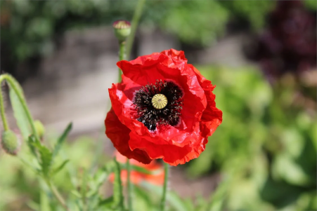 Zapowiedź stanowi zdjęcie. Na zdjęciu na pierwszym planie w środku kadru widnieje pojedynczy kwiat maku w intensywnym czerwonym kolorze. Pozostałe tło jest rozmyte. Można w nim dopatrzeć się łodyg i nierozkwitniętych pąków maków