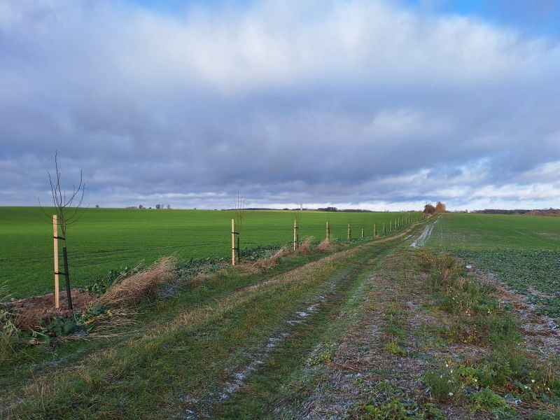 polna droga z nasadzonymi z jednej strony drzewami.